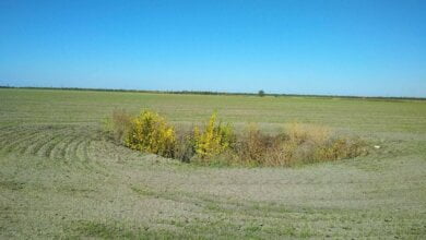 Хати розібрали на будматеріали, а землю на місці села переорали... З історії степових хуторів Вітовщини | Корабелов.ИНФО image 2