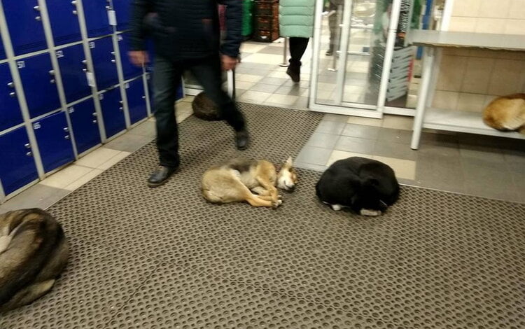 На трассе под Одессой заблокированы сотни автомобилей (Видео) | Корабелов.ИНФО image 2