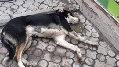 "Чтобы вы сдохли все", - "зоозащитницы" в Николаеве призывают вместо собак травить людей | Корабелов.ИНФО image 2