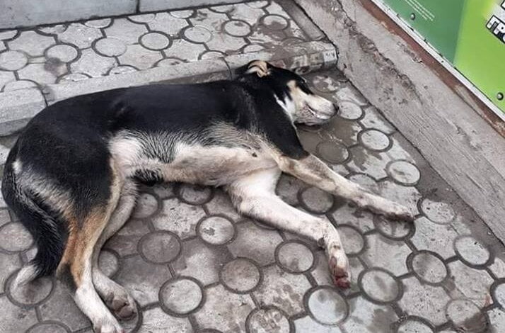 "Чтобы вы сдохли все", - "зоозащитницы" в Николаеве призывают вместо собак травить людей | Корабелов.ИНФО image 2