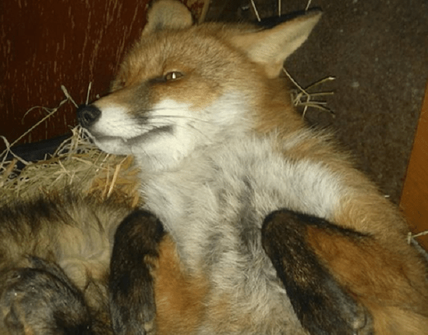 "Помогите вернуть", - жительница Николаева ищет сбежавшего домашнего лиса | Корабелов.ИНФО