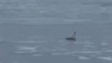 "Пытается взлететь и не может", - женщина просит спасти лебедя, попавшего на реке в Корабельном районе в "ледяной плен" | Корабелов.ИНФО