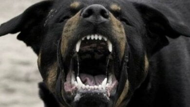 «Может оказаться ребенок!», - в Николаеве большой пес загрыз шпица, которого вырвал из рук хозяйки | Корабелов.ИНФО image 3