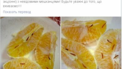 Жительница Николаева купила по акции апельсины с личинками. ФОТО | Корабелов.ИНФО