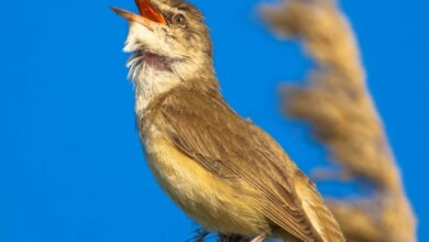 4 лютого погода в Миколаєві побила температурний рекорд! | Корабелов.ИНФО