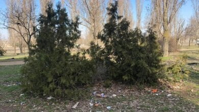 В Корабельном районе украли высаженные 85 кустов можжевельника | Корабелов.ИНФО image 3