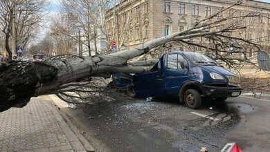 Упавший тополь в Николаеве раздавил «Газель» – водитель намерен судиться с городом | Корабелов.ИНФО image 13
