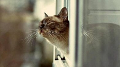 В воскресенье в Николаеве будет до +12º тепла и без осадков | Корабелов.ИНФО