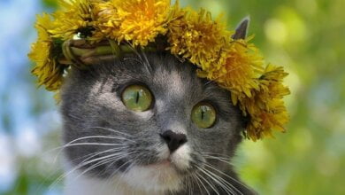 +16° и ветер: прогноз погоды на праздничные выходные в Николаеве | Корабелов.ИНФО