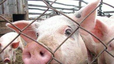 В Витовском районе обнаружили свиней с чумой | Корабелов.ИНФО