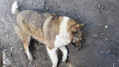 В селе Лиманы неизвестные ездят по улицам и стреляют в собак | Корабелов.ИНФО