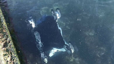 В Одессе мать бросилась в море за коляской с ребенком, которую унесло ветром - обоих вытащил прохожий | Корабелов.ИНФО