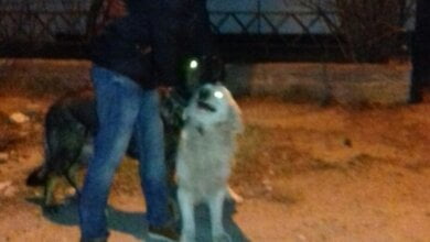 "Мама пыталась достать нашего пса из пасти овчарки". Жители Корабельного района жалуются на хозяина агрессивных собак | Корабелов.ИНФО