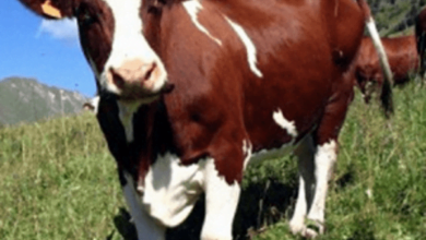 Від мешканців Корабельного району, які утримують молодняк великої рогатої худоби, приймаються заявки на дотацію з бюджету | Корабелов.ИНФО