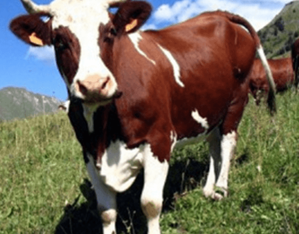 Від мешканців Корабельного району, які утримують молодняк великої рогатої худоби, приймаються заявки на дотацію з бюджету | Корабелов.ИНФО