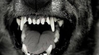 Собака, покусавшая до десятка человек в Николаеве, была больна бешенством. Горожан предостерегают об опасности | Корабелов.ИНФО image 1