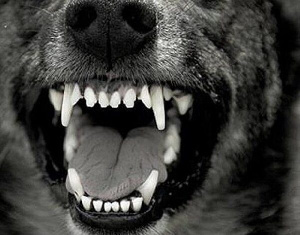 Собака, покусавшая до десятка человек в Николаеве, была больна бешенством. Горожан предостерегают об опасности | Корабелов.ИНФО image 1