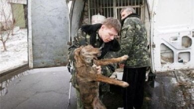 В части Николаева, где бешеная собака нападала на людей, отловят всех животных | Корабелов.ИНФО