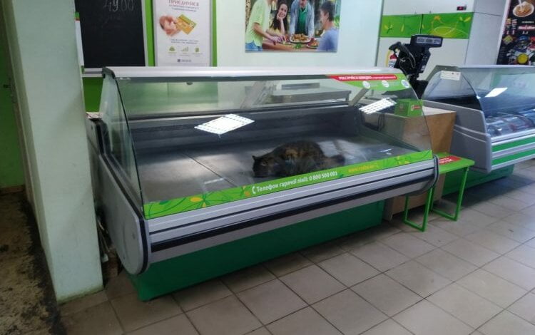 "Наша ряба" продает живое мясо", - жительница Корабельного района пожаловалась на кота в витрине | Корабелов.ИНФО