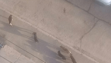 «Кочует по всему микрорайону», - жительница Кульбакино просит принять меры по стае агрессивных собак | Корабелов.ИНФО