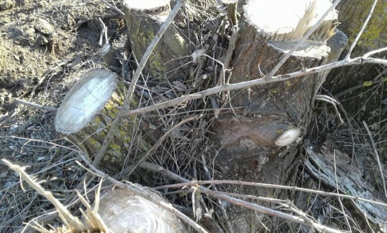 В лесопосадке около села Лиманы неизвестные продолжают незаконно вырубать деревья (Видео) | Корабелов.ИНФО