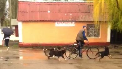 В Корабельном районе засняли на видео стаю бродячих собак, нападающих на прохожих возле детского сада | Корабелов.ИНФО