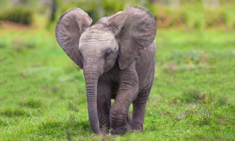 В Николаевском зоопарке скоро появятся два молодых самца азиатского слона | Корабелов.ИНФО