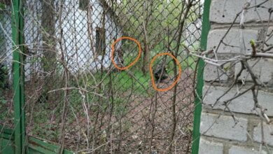 «Будто немцы захватили», - староста села Лиманы жалуется на стрельбища на территории старого детского лагеря | Корабелов.ИНФО