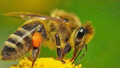 В Витовском районе из-за пестицидов погибли несколько десятков пчелиных семей | Корабелов.ИНФО