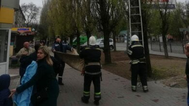 Спасатели струсили с высокого дерева в Корабельном районе кота, сбежавшего от кастрации (Видео) | Корабелов.ИНФО