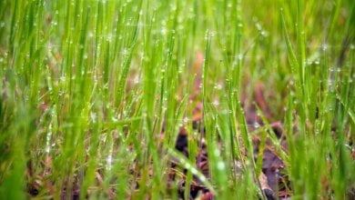 Завтра опади у Миколаєві припиняться – гідрометцентр | Корабелов.ИНФО