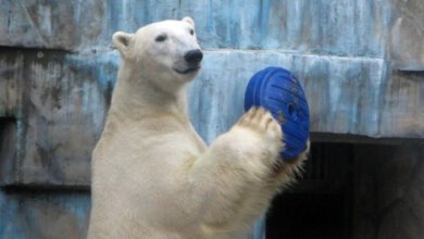Игрушки для животных: Николаевский зоопарк просит горожан помочь разнообразить быт зверей | Корабелов.ИНФО