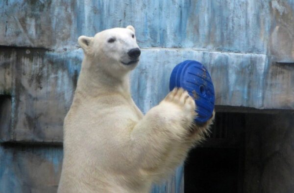 Игрушки для животных: Николаевский зоопарк просит горожан помочь разнообразить быт зверей | Корабелов.ИНФО