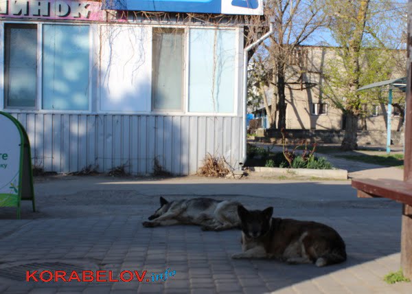 бродячие собаки в Кульбакино