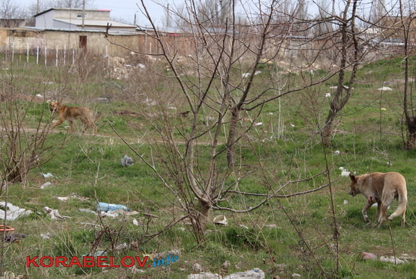 «Мне за них страшно», - жители Корабельного района боятся отправлять детей в школу из-за агрессивных бродячих собак | Корабелов.ИНФО image 1