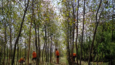 «Русал» посадит миллион деревьев, но не в Николаеве | Корабелов.ИНФО