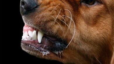 «Не знаем, откуда пришла», - директор ЦЗЖ о бешеной собаке, покусавшей людей в Николаеве | Корабелов.ИНФО