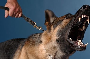 Корабельный районный суд конфисковал у хозяев собаку за выгул без намордника и нападение на прохожего | Корабелов.ИНФО