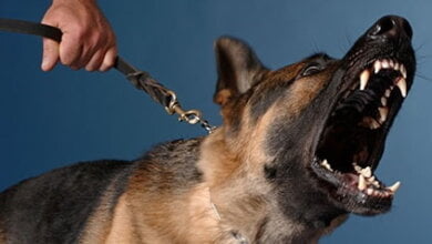 Корабельный районный суд конфисковал у хозяев собаку за выгул без намордника и нападение на прохожего | Корабелов.ИНФО