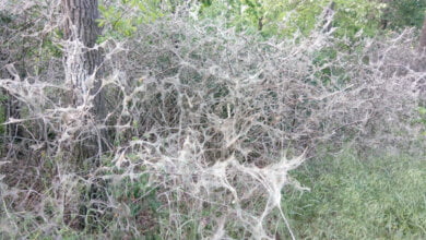 Гусінь, що пожирає місто Миколаїв. «Американка», чи «Мерсько-депутатська»? | Корабелов.ИНФО image 1