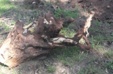 У ДК "Корабельный" рубят деревья - возмущены местные жители | Корабелов.ИНФО image 3