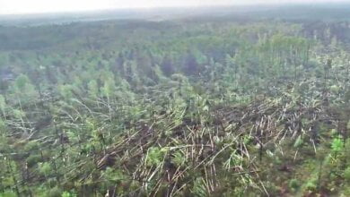 В Украине смерч повалил 100 гектаров леса (видео) | Корабелов.ИНФО