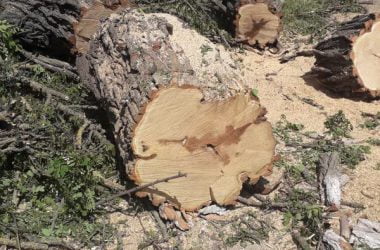 У ДК "Корабельный" рубят деревья - возмущены местные жители | Корабелов.ИНФО image 5