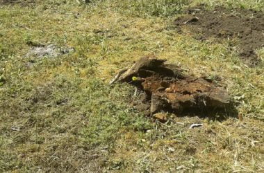 У ДК "Корабельный" рубят деревья - возмущены местные жители | Корабелов.ИНФО image 6