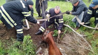В Корабельном районе спасатели вызволили корову, угодившую в колодец | Корабелов.ИНФО