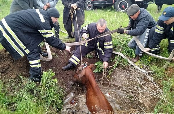 В Корабельном районе спасатели вызволили корову, угодившую в колодец | Корабелов.ИНФО