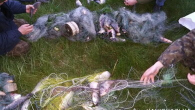 На річці Південний Буг ловили рибалок-браконьєрів: вилучено 7 сіток загальною довжиною з километр | Корабелов.ИНФО