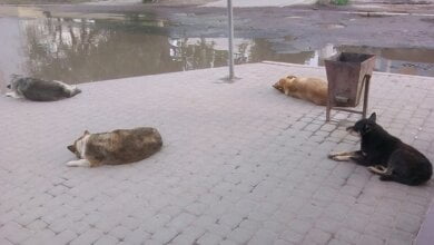 «Властью забытый район»: жители Кульбакино пожаловались на множество агрессивных бродячих собак и отсутствие дорог | Корабелов.ИНФО