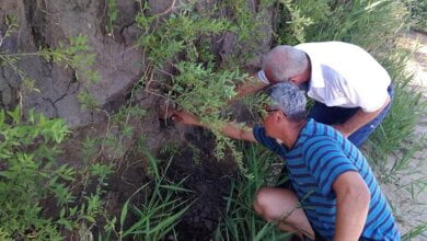 Между сёлами Лиманы и Лупарево нашли человеческие останки | Корабелов.ИНФО