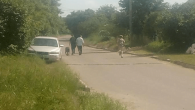 «Вокруг школа, сад, жилые дома»: по Корабельному району выгуливают огромного пса без поводка и намордника | Корабелов.ИНФО